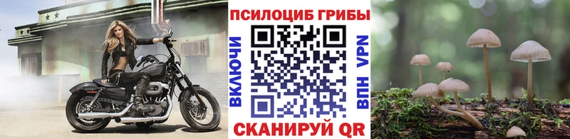 цены наркотик  Элиста  Псилоцибиновые грибы Psilocybine cubensis 